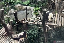 Mengunjungi rumah para panda nan menggemaskan di Chengdu