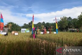 Mendes PDTT panen padi beras merah di Desa Namang