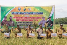 Pj Bupati HSS: 30 ribu hektare lahan pertanian masuk masa panen