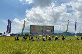 Produktivitas padi wilayah Sulawesi meningkat pasca El Nino
