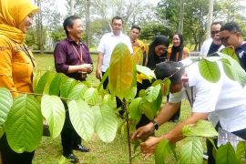BRIN programkan riset tanaman obat di Kebun Raya Banua