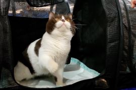 Deretan anabul ikut kontes International Cat Show di Solo
