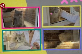 Hotel hewan laris manis raup cuan di masa mudik Lebaran