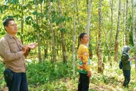 Petani Hulu Sungai Tengah terima bantuan peremajaan pohon karet