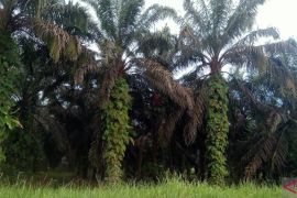 Nilai Tukar Petani Jambi naik 2,49 persen pada April 2024