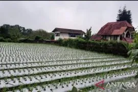 Gerakan pangan murah di Kota Depok cegah inflasi