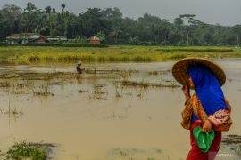 Terendam banjir, 252 hektare tanaman padi di Lebak terancam puso