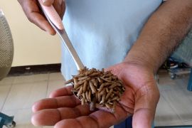 Retribusi maggot di Mataram capai 30 persen