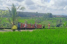 Subak, cermin pembagian air yang berkeadilan di Pulau Dewata