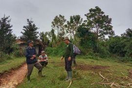 BKSDA Sumbar menurunkan tim tangani konflik harimau mangsa ternak