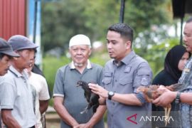 Kelompok tani di Solok terima 5,5 ribu ayam KUB dari Pemprov Sumbar