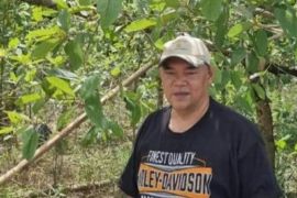 Ulat serang kebun kratom warga Selimbau