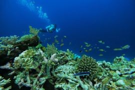 Menikmati keindahan bawah laut Tomia Wakatobi Page 1 Small