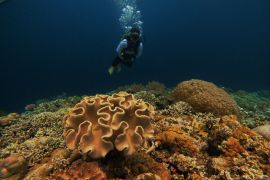 Menikmati keindahan bawah laut Tomia Wakatobi Page 2 Small