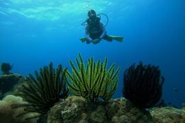 Menikmati keindahan bawah laut Tomia Wakatobi Page 3 Small