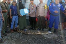 BB KSDA Sulsel evakuasi buaya muara asal pulau di Kabupaten Pangkep