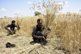 Album Asia: Kesibukan para petani memanen gandum di Lahore Pakistan