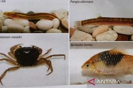 DKP Kaltim bentuk Pokja demi melestarikan  biota endemik air tawar