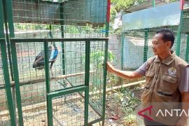 BKSDA Kediri rawat burung merak temuan