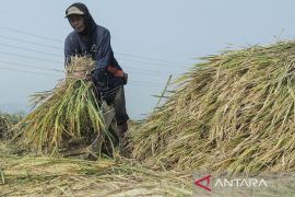 Penyerapan gabah kering panen
