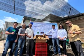 Ubi Cilembu asal Rejang Lebong yang tembus supermarket