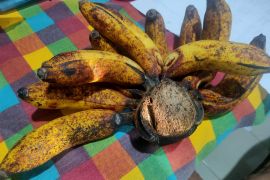 Harga pisang naik memasuki musim kemarau