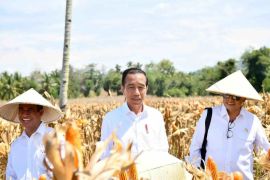 Pemprov Sumut optimalkan  bantuan Kementan maksimalkan produksi jagung