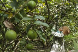 Manfaat Jambu Biji bagi penderita Demam Berdarah