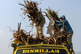 Proyeksi produksi gula 2024