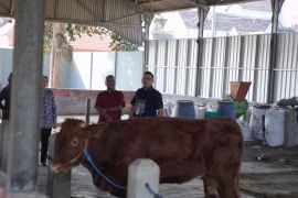 Pemkot Mojokerto perketat pengawasan kesehatan hewan kurban