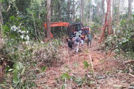 Mantan kades di Inhil jadi tersangka perambahan hutan TN Bukit Tigapuluh