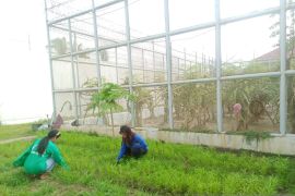 Lapas Perempuan Palu manfaatkan brandgang jadi kebun sayur