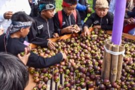 Ribuan hektare lahan kebun manggis Purwakarta disertifikasi dan registrasi