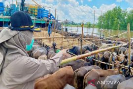 Karantina Kalsel siaga kedatangan sapi jelang Idul Adha
