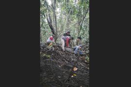 Balai Tanagupa dan BKSDA Kalbar evakuasi buaya pemangsa ternak warga