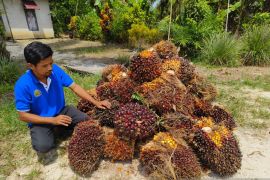 Harga TBS sawit di Kalbar tren naik mencapai Rp2.600/kg