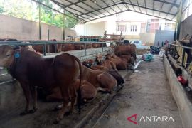 Pemkab Cianjur membentuk tim kesehatan periksa hewan kurban
