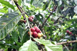 Transformasi ekonomi tingkatkan daya saing komoditi