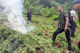 Brimob Polda Sumut musnahkan lima hektare ladang ganja di Madina