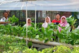 DKP Tangerang sebut "Urban farming" dapat kurangi jejak karbon transportasi