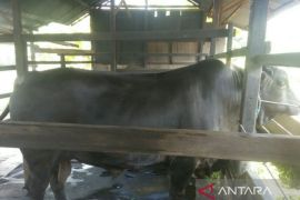 Kaltim siapkan 16 ekor sapi kurban banpres