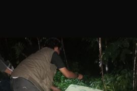 BKSDA Sumbar lepasliar kucing hutan ke habitat usai ditemukan warga Agam