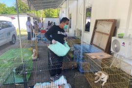 Pemkot Denpasar vaksinasi anjing liar untuk cegah rabies