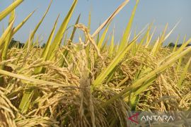 Hasil panen raya padi Kabupaten Cirebon capai 115.689 ton