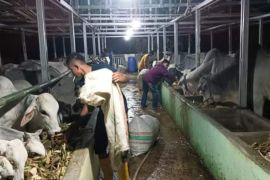 Pemkab Sigi sediakan sebanyak 7.400 ekor ternak untuk Idul Adha