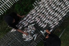 Harga ikan asin naik di Bombana Page 1 Small