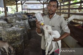Peternakan kambing perah milik BUMdes