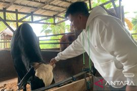 DPKHP Cianjur mulai jemput bola periksa kesehatan hewan kurban