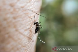 Januari-Mei 2024, Dinkes Tangsel temukan 461 kasus DBD