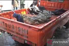 BKSDA Jatim evakuasi buaya muara sungai di Bangkalan